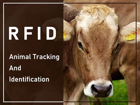 rfid animal tracking|rfid animal identification card.